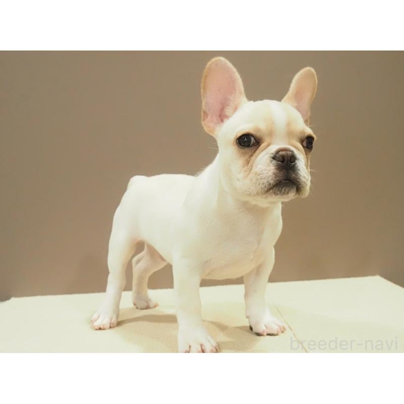 成約済の愛知県のフレンチブルドッグ-412547の6枚目