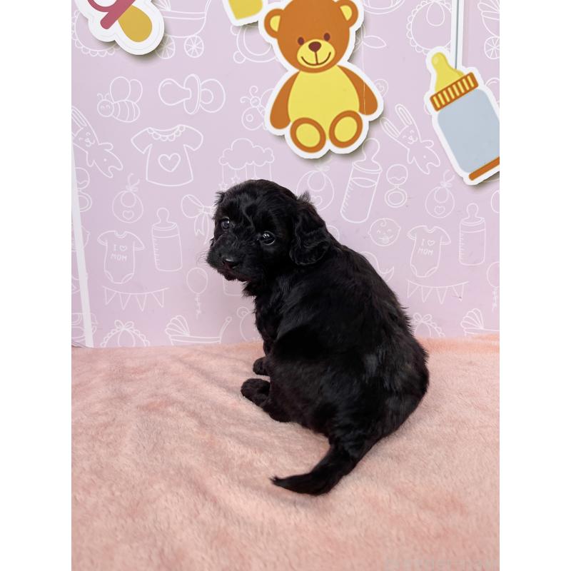 成約済の東京都のダップー:ミニチュアダックスフンド×トイプードル-422981の7枚目