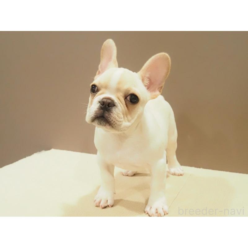 成約済の愛知県のフレンチブルドッグ-412547の2枚目