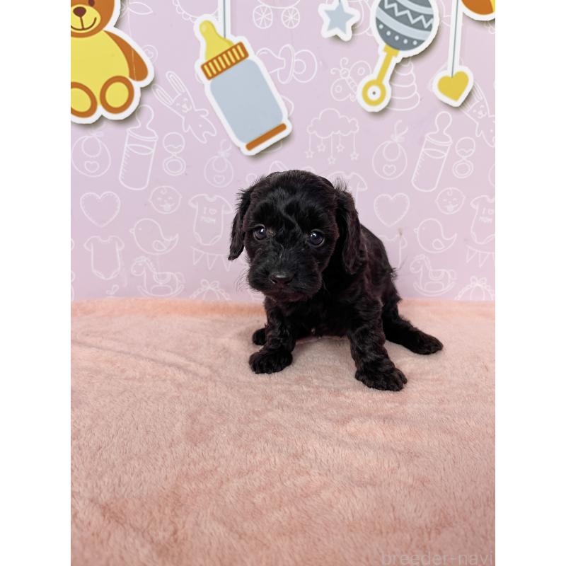 成約済の東京都のダップー:ミニチュアダックスフンド×トイプードル-422981の6枚目