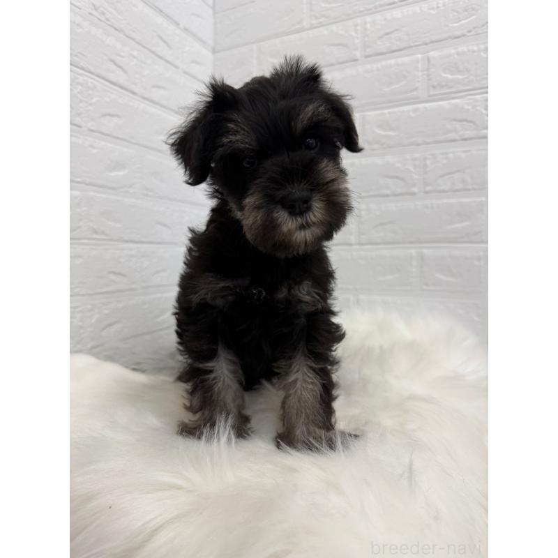 成約済の岡山県のミニチュアシュナウザー-422977の10枚目