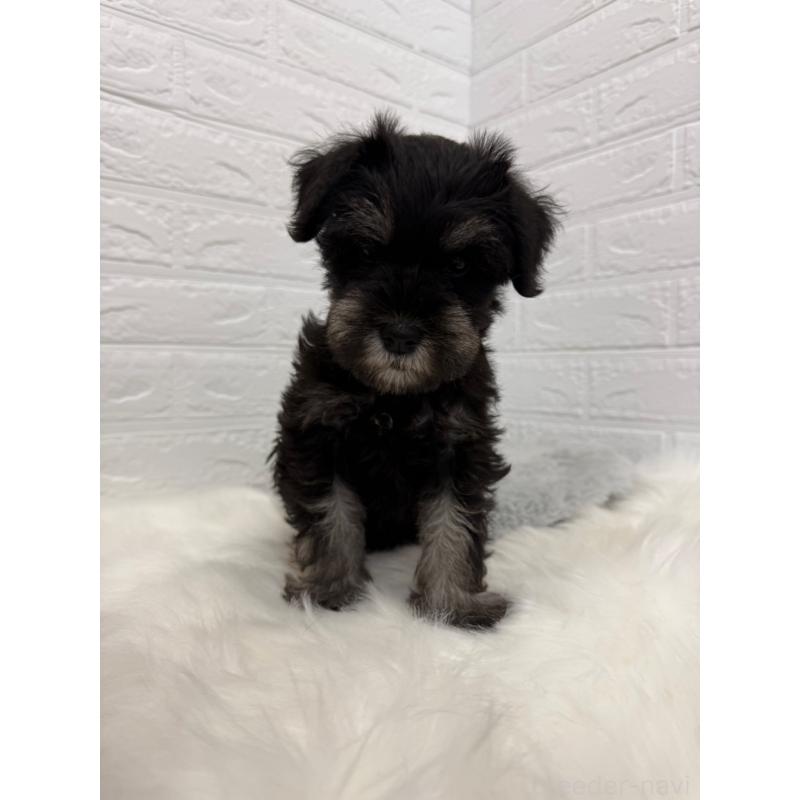 成約済の岡山県のミニチュアシュナウザー-422977の9枚目