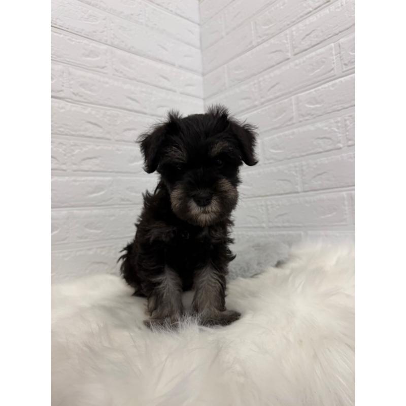 成約済の岡山県のミニチュアシュナウザー-422977の8枚目