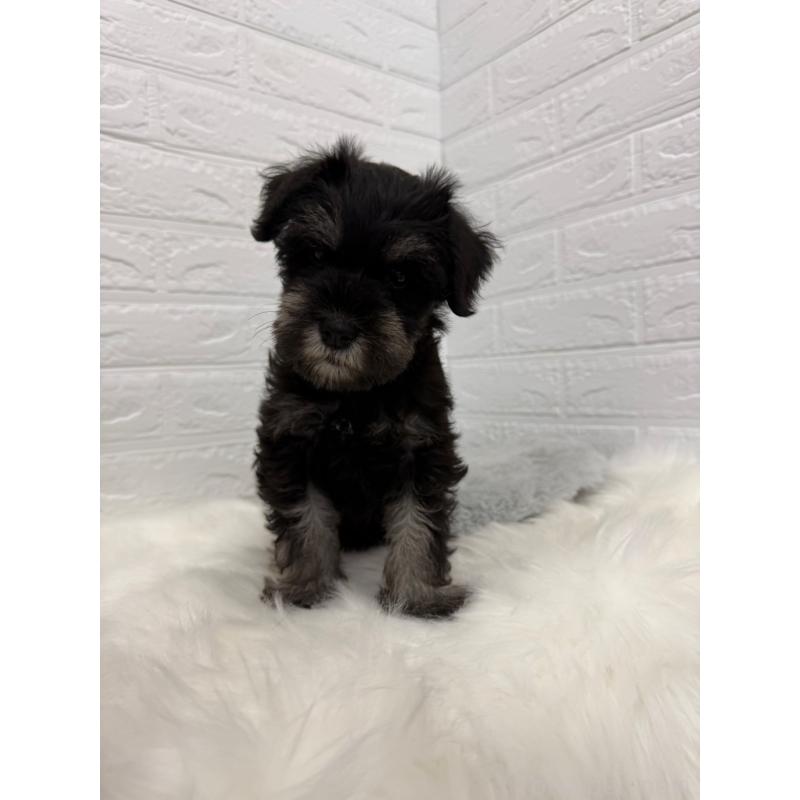 成約済の岡山県のミニチュアシュナウザー-422977の7枚目