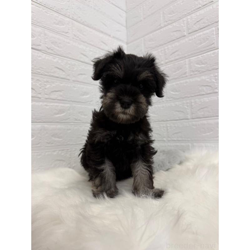 成約済の岡山県のミニチュアシュナウザー-422977の6枚目