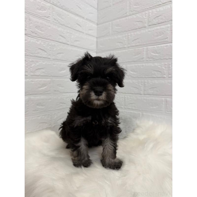 成約済の岡山県のミニチュアシュナウザー-422977の5枚目