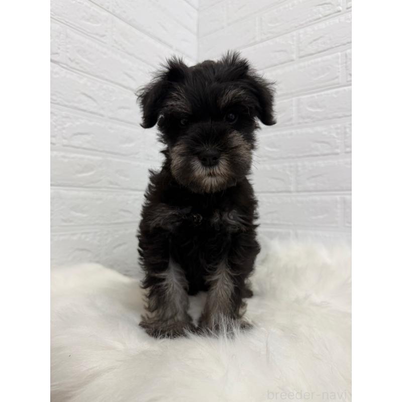 成約済の岡山県のミニチュアシュナウザー-422977の4枚目