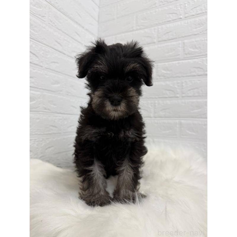 成約済の岡山県のミニチュアシュナウザー-422977の3枚目