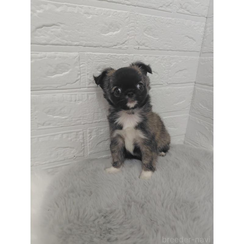 販売中の岡山県のチワワ(ロングコート)-424748の7枚目