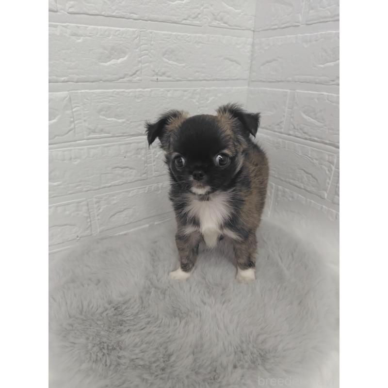 販売中の岡山県のチワワ(ロングコート)-424748の6枚目