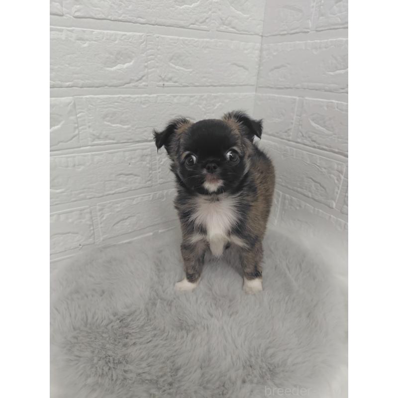 販売中の岡山県のチワワ(ロングコート)-424748の5枚目