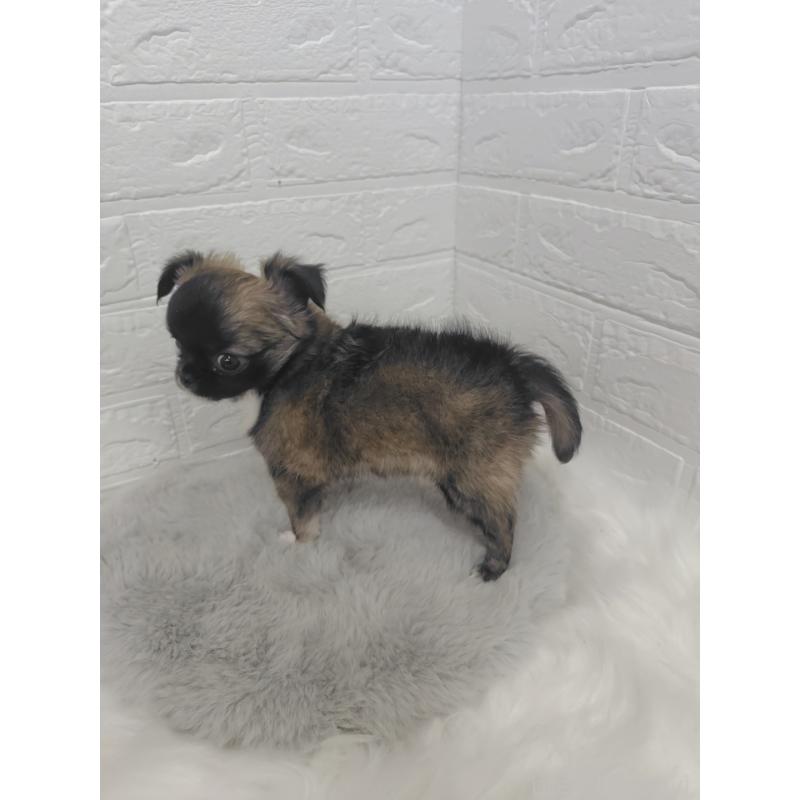 販売中の岡山県のチワワ(ロングコート)-424748の3枚目