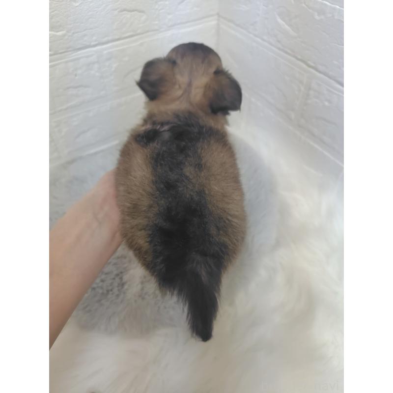 販売中の岡山県のチワワ(ロングコート)-424748の2枚目