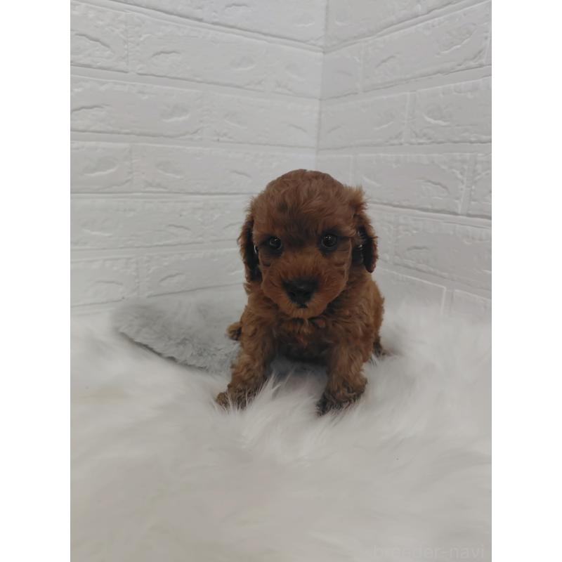 販売中の岡山県のタイニープードル-424749の9枚目