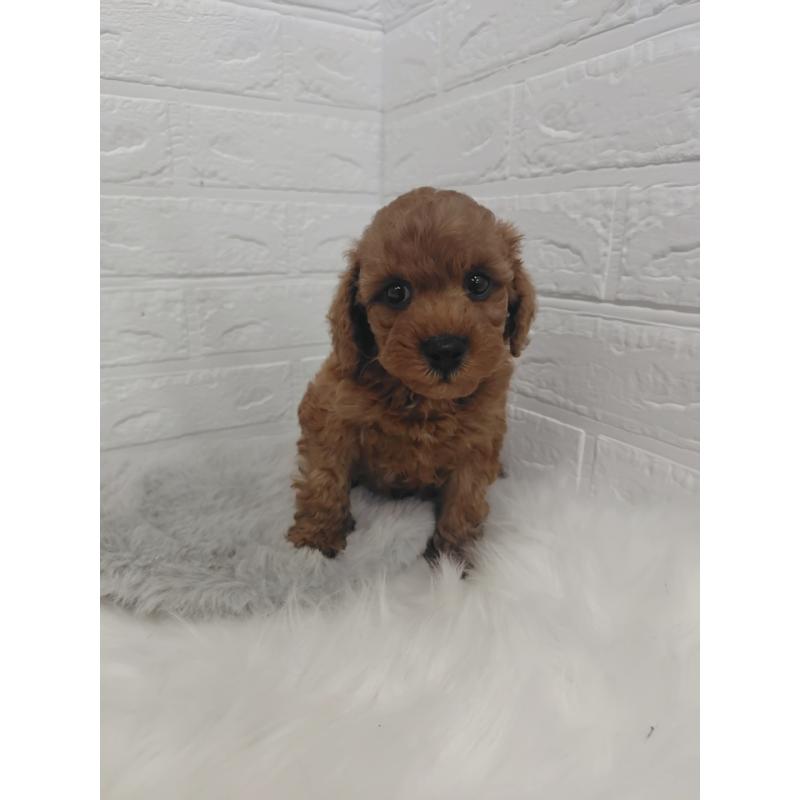 販売中の岡山県のタイニープードル-424749の8枚目