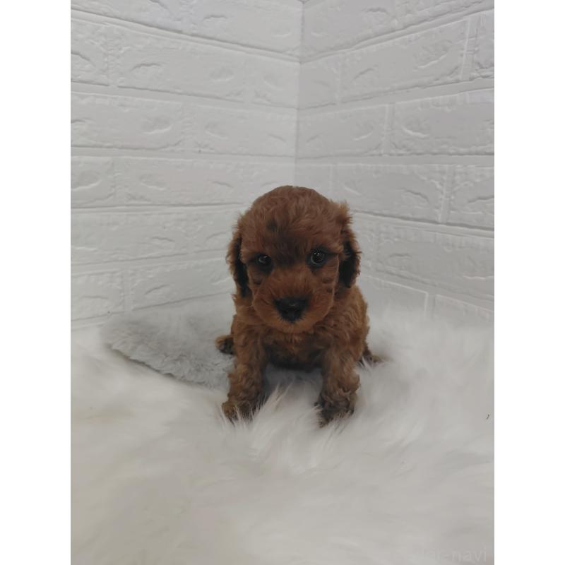 販売中の岡山県のタイニープードル-424749の7枚目