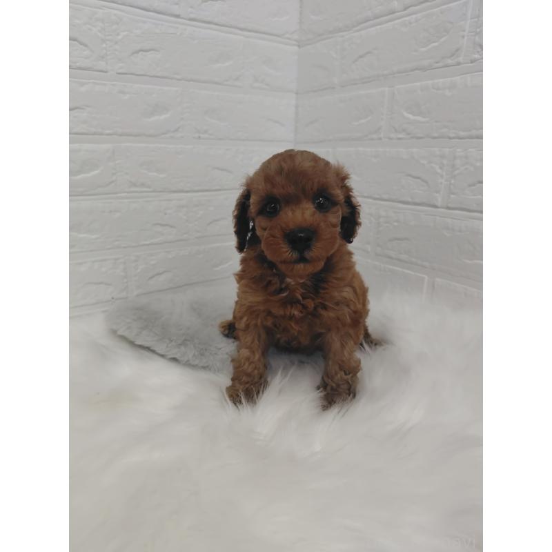 販売中の岡山県のタイニープードル-424749の6枚目