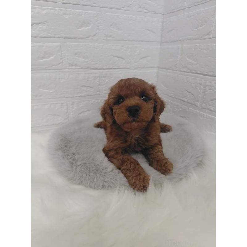 販売中の岡山県のタイニープードル-424749の5枚目