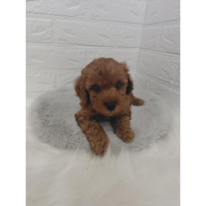 販売中の岡山県のタイニープードル-424749の4枚目