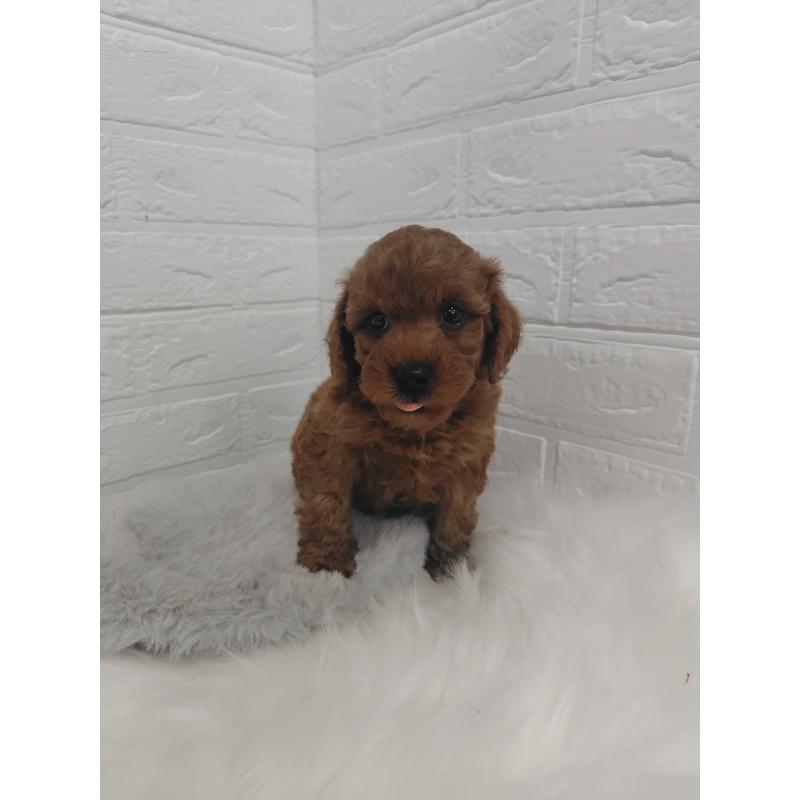 販売中の岡山県のタイニープードル-424749の3枚目