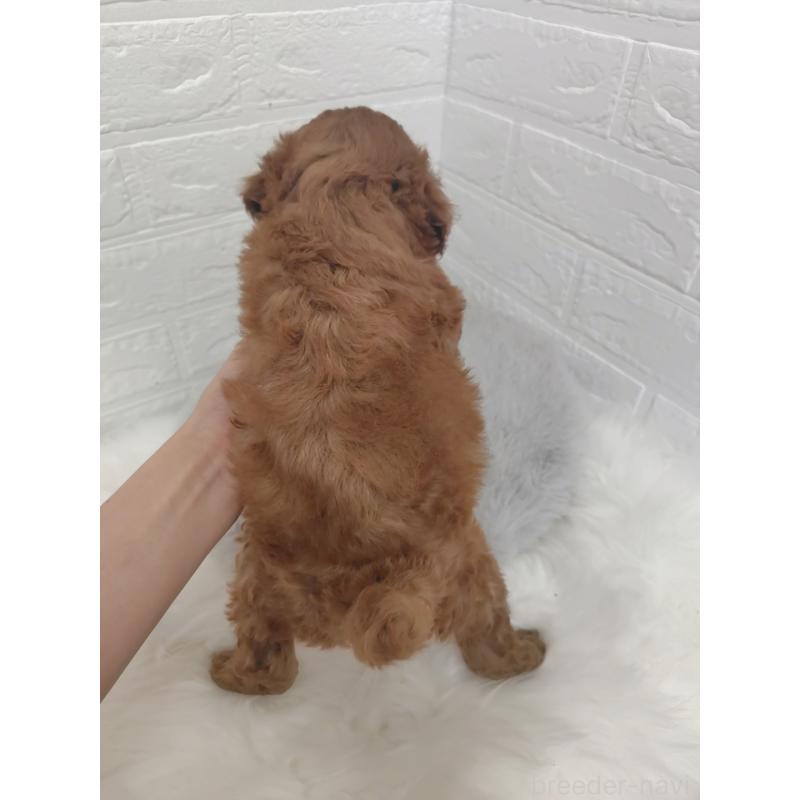 販売中の岡山県のタイニープードル-424749の2枚目