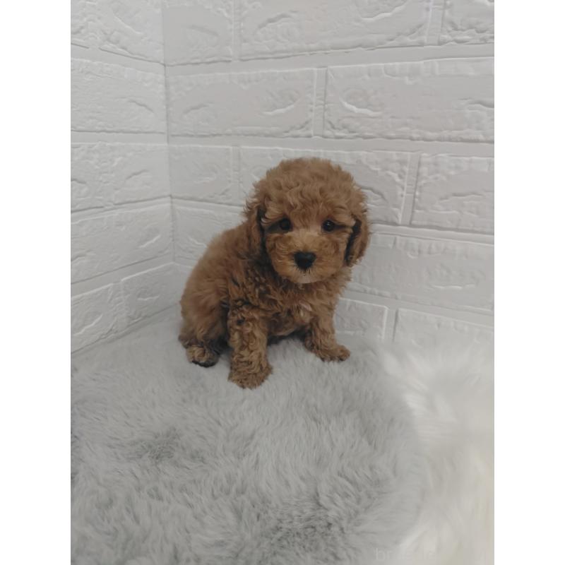 販売中の岡山県のタイニープードル-424750の14枚目