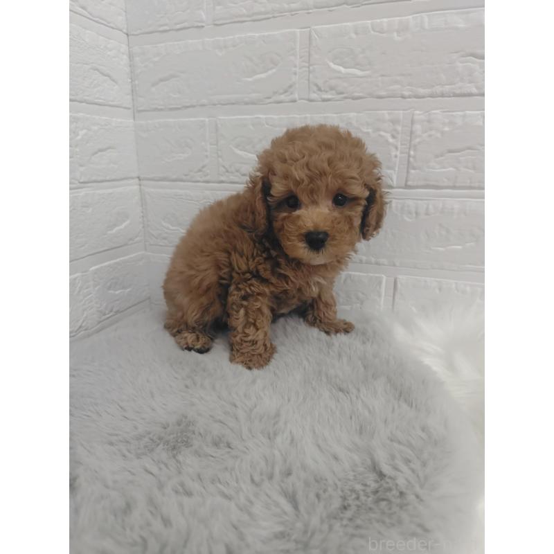 販売中の岡山県のタイニープードル-424750の13枚目