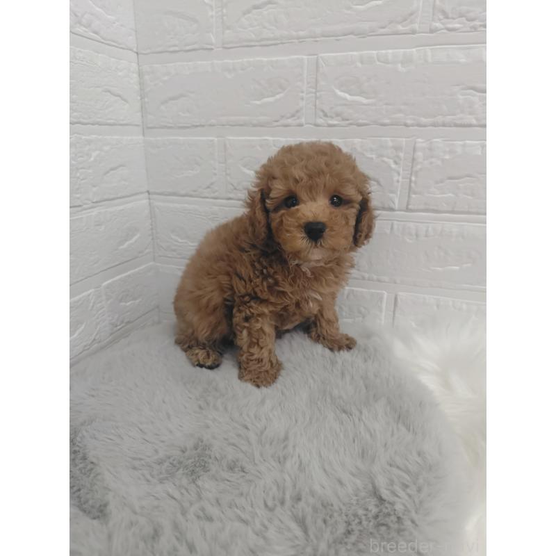 販売中の岡山県のタイニープードル-424750の12枚目