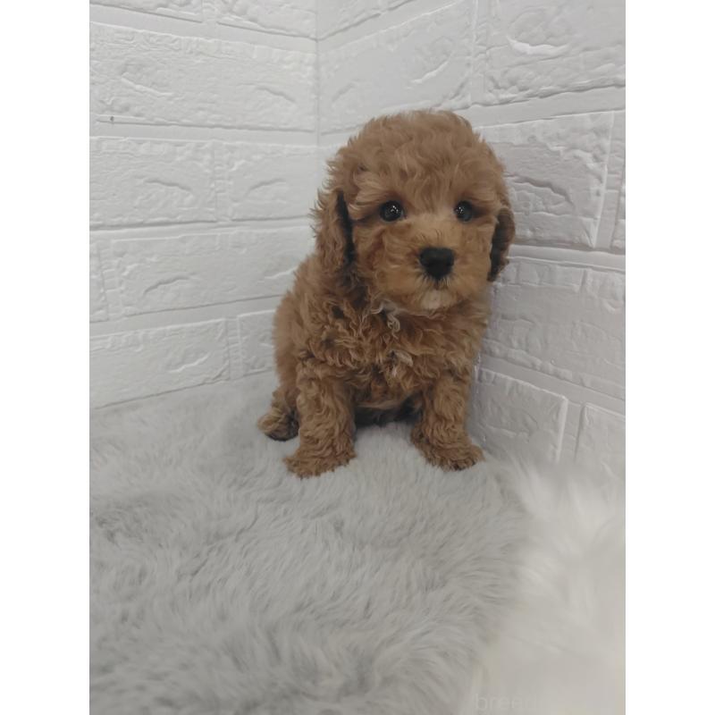 販売中の岡山県のタイニープードル-424750の11枚目