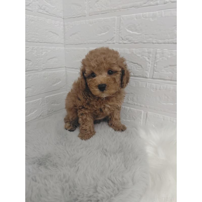 販売中の岡山県のタイニープードル-424750の9枚目