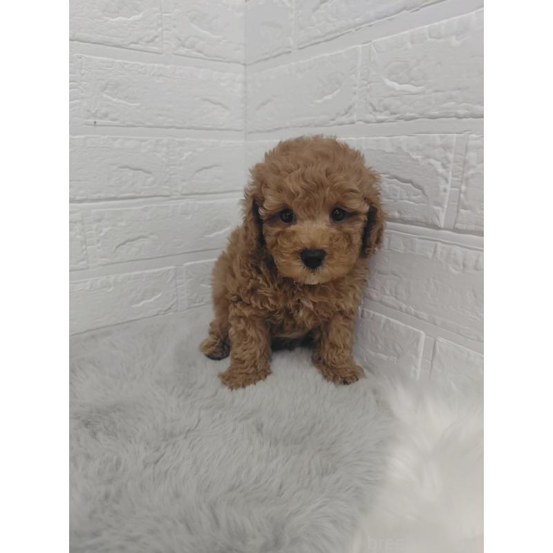 販売中の岡山県のタイニープードル-424750の8枚目