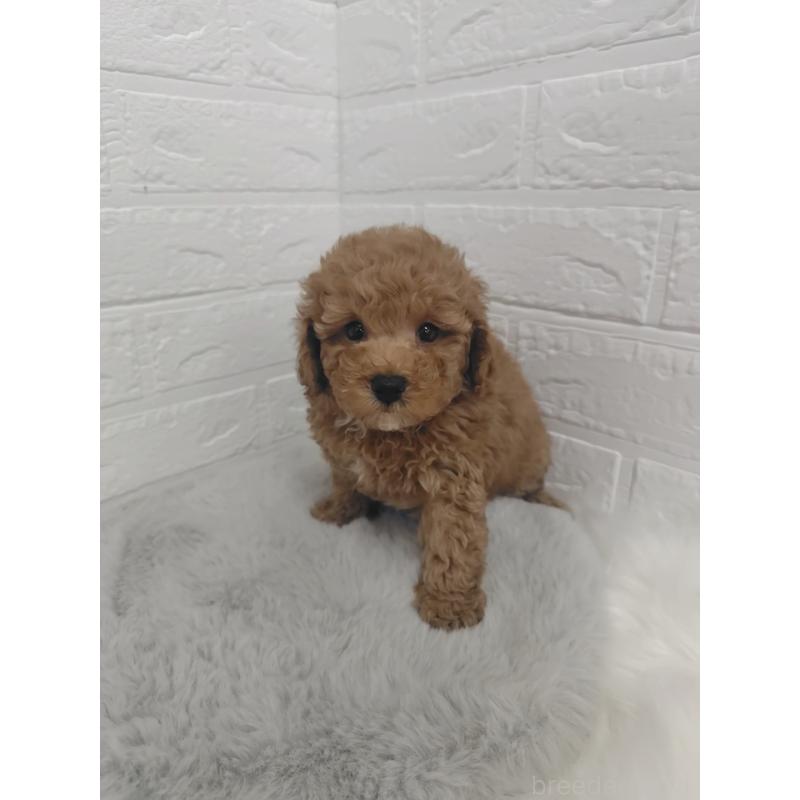 販売中の岡山県のタイニープードル-424750の7枚目