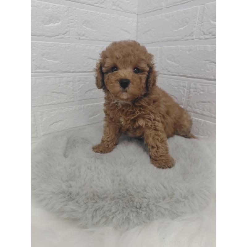 販売中の岡山県のタイニープードル-424750の6枚目