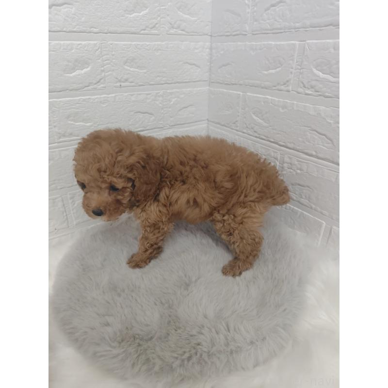 販売中の岡山県のタイニープードル-424750の5枚目