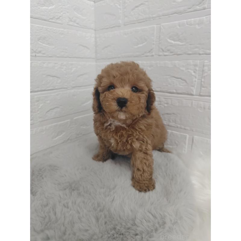 販売中の岡山県のタイニープードル-424750の4枚目