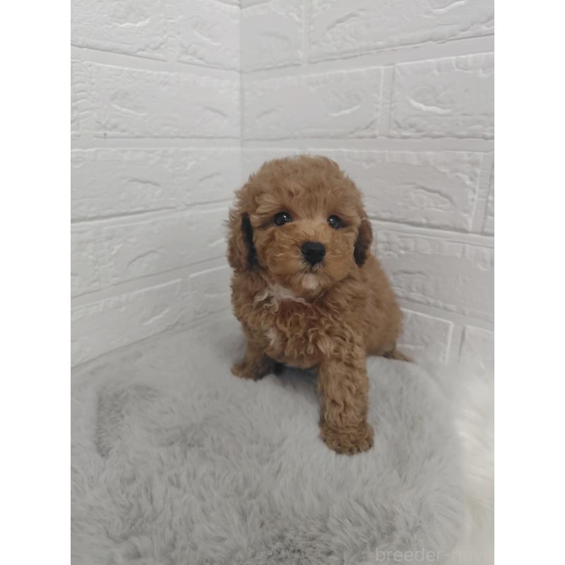 販売中の岡山県のタイニープードル-424750の3枚目