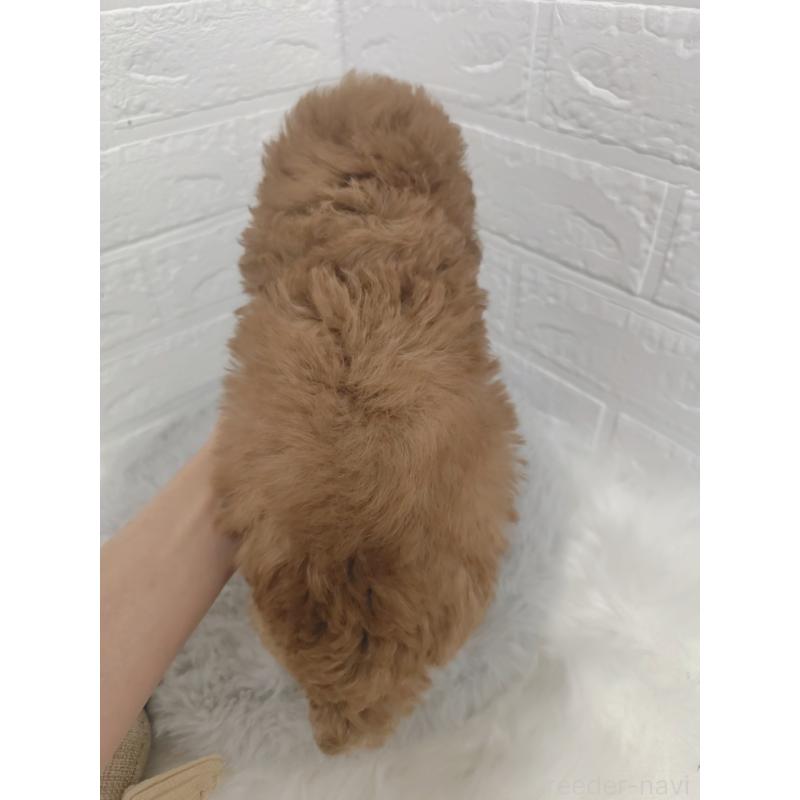 販売中の岡山県のタイニープードル-424750の2枚目