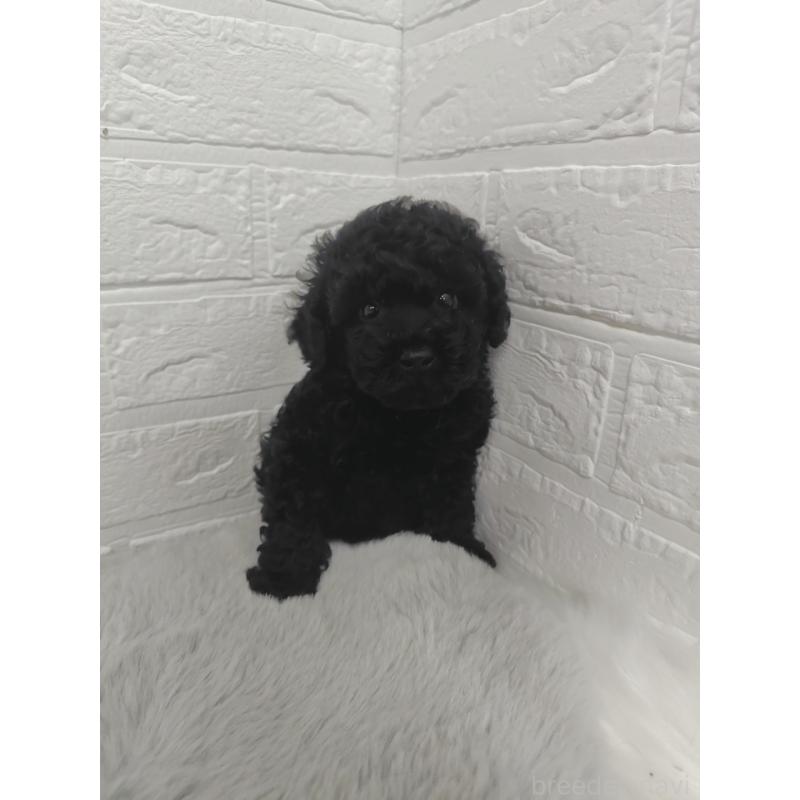 販売中の岡山県のタイニープードル-424751の12枚目