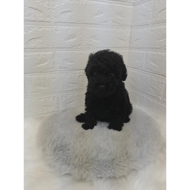 販売中の岡山県のタイニープードル-424751の11枚目