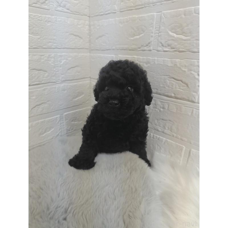 販売中の岡山県のタイニープードル-424751の10枚目