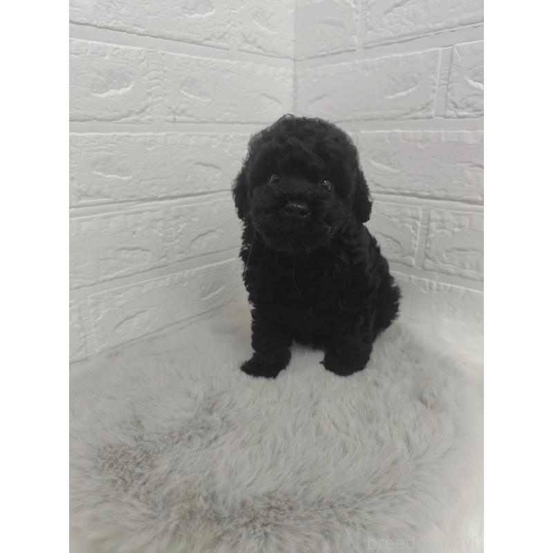 販売中の岡山県のタイニープードル-424751の9枚目