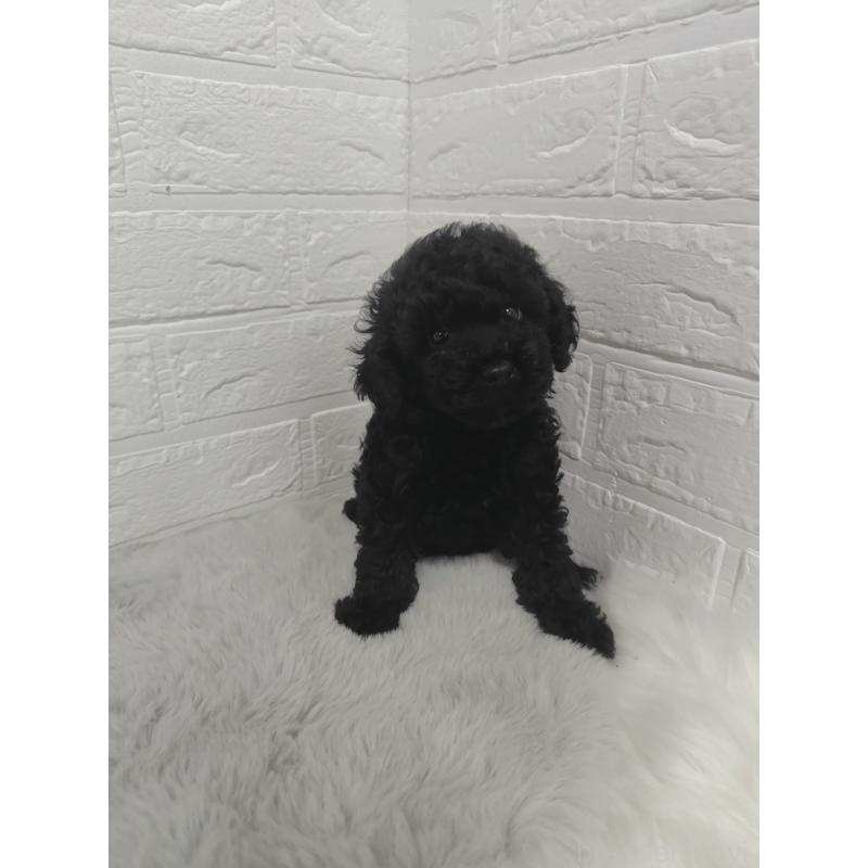 販売中の岡山県のタイニープードル-424751の8枚目