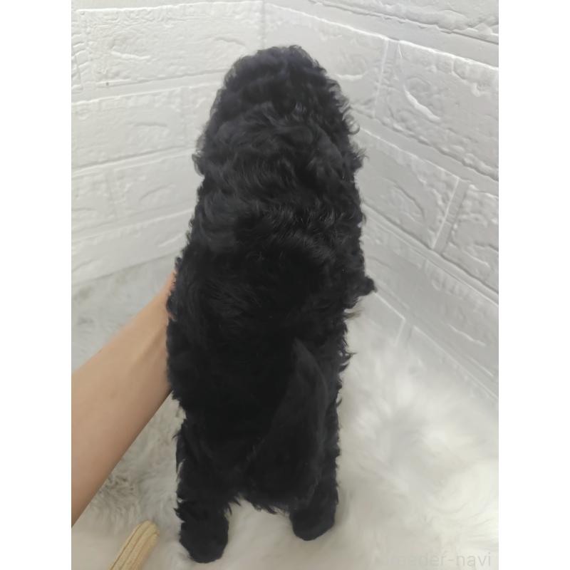 販売中の岡山県のタイニープードル-424751の7枚目