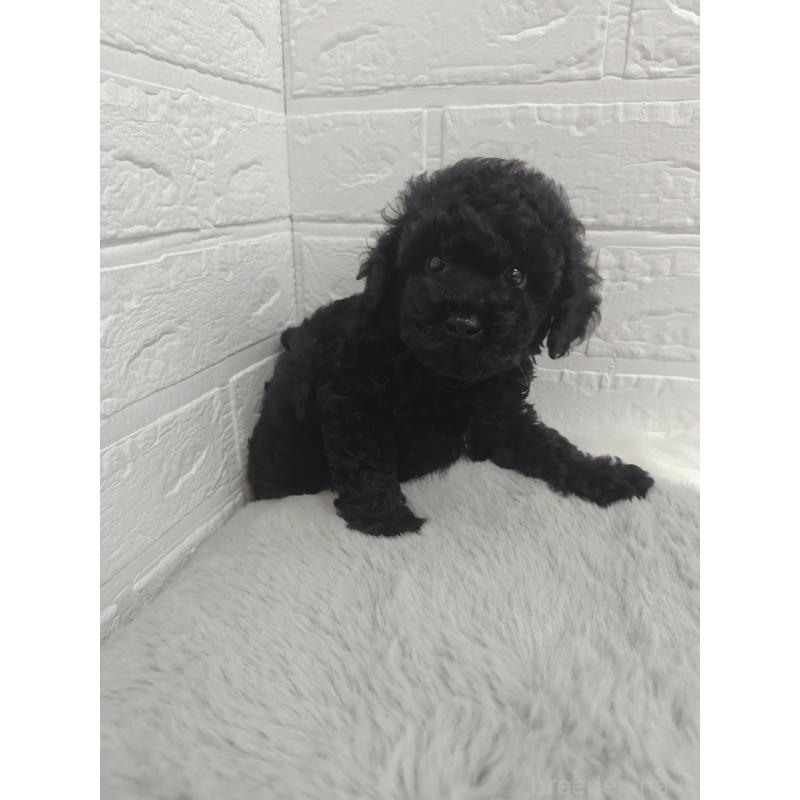 販売中の岡山県のタイニープードル-424751の6枚目