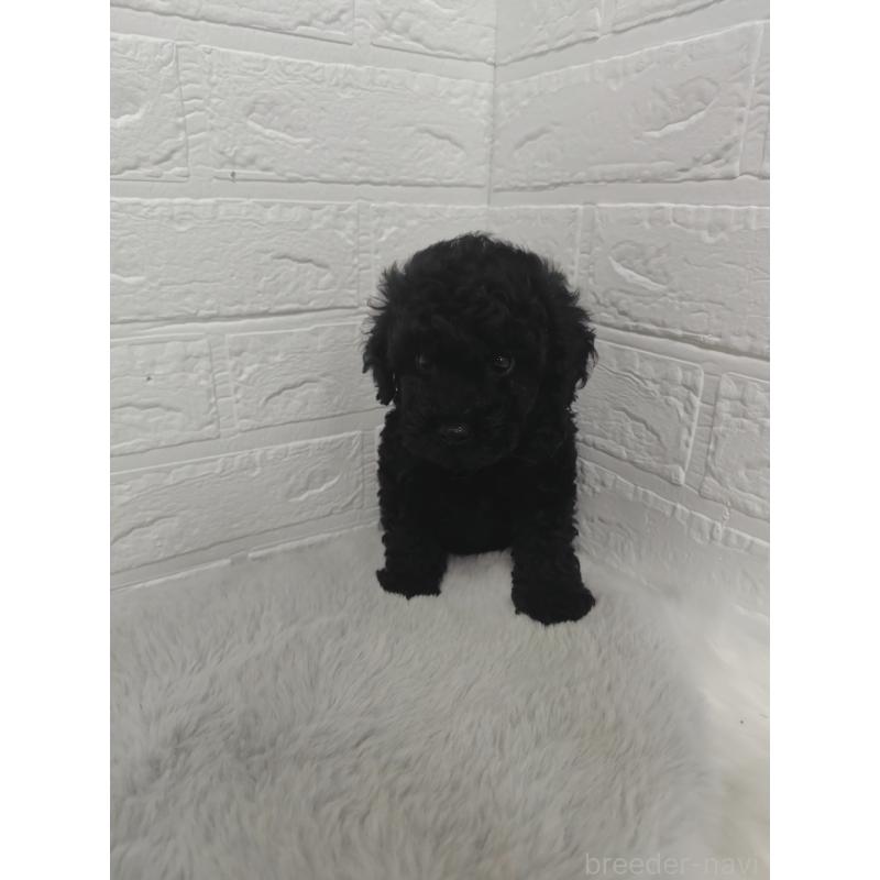 販売中の岡山県のタイニープードル-424751の5枚目