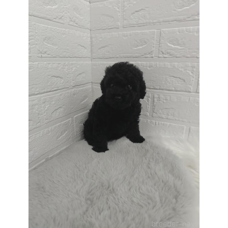 販売中の岡山県のタイニープードル-424751の4枚目