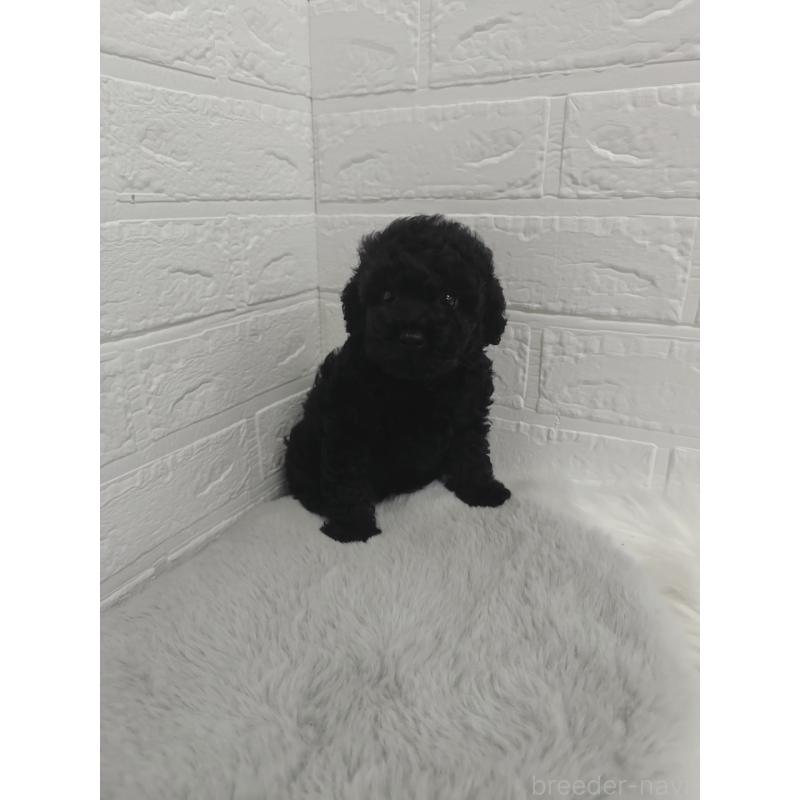 販売中の岡山県のタイニープードル-424751の3枚目