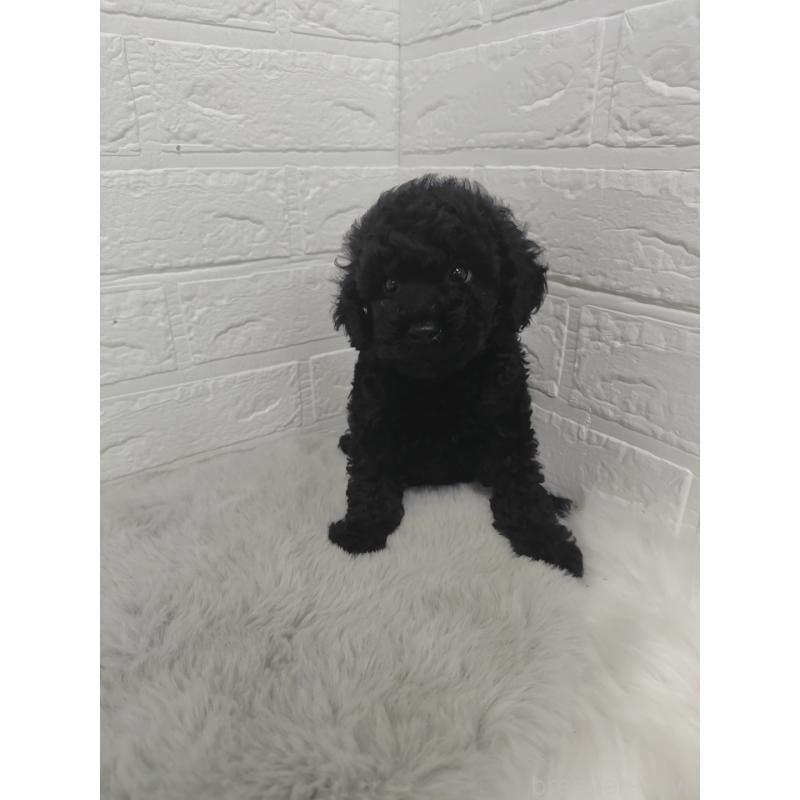 販売中の岡山県のタイニープードル-424751の2枚目