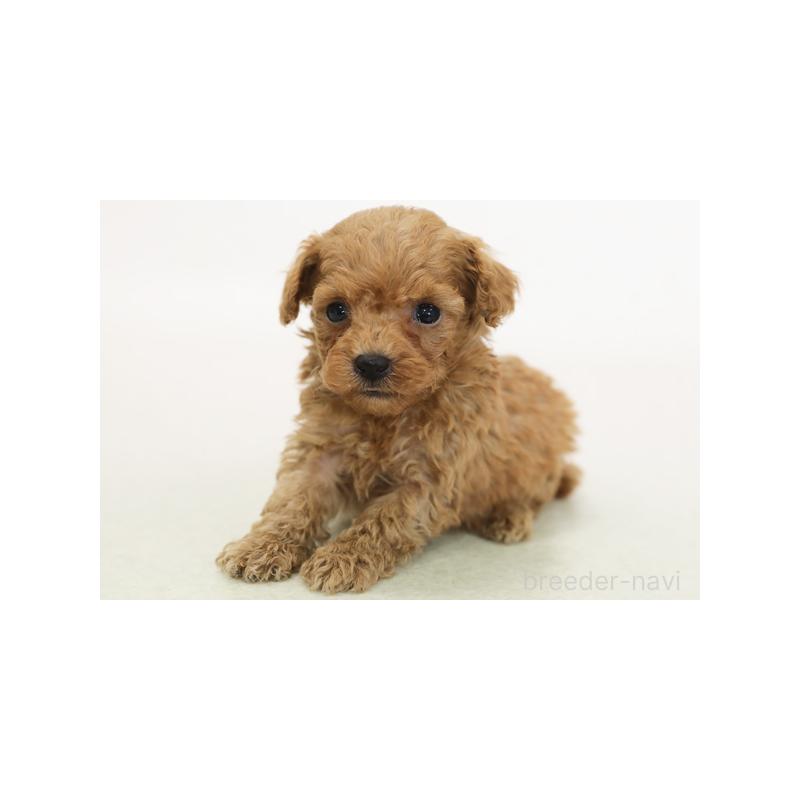 販売中の神奈川県のトイプードル-420309