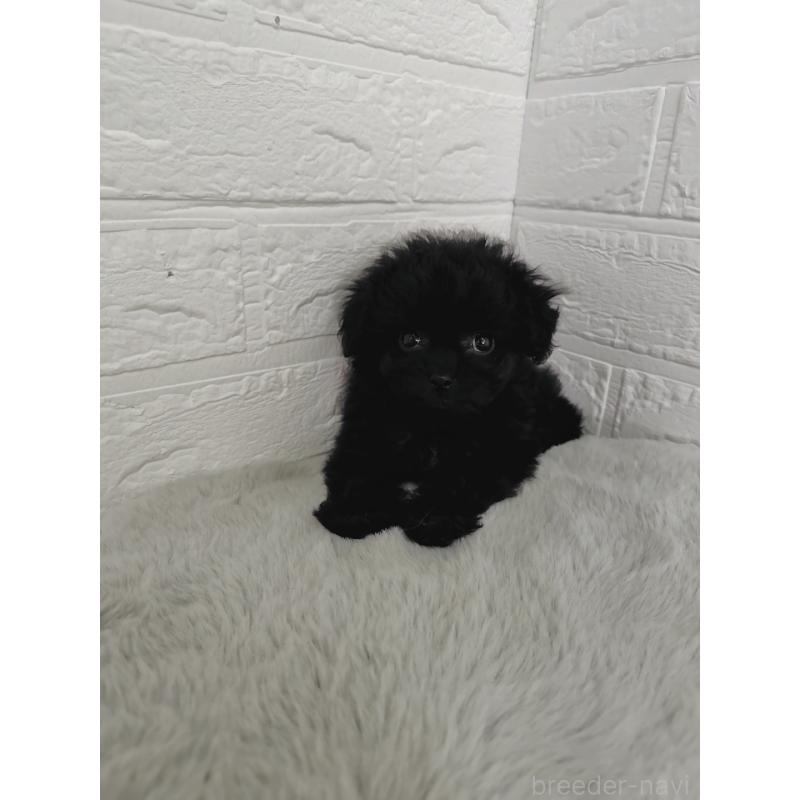 販売中の岡山県のチワプー:チワワ×トイプードル-424752の10枚目